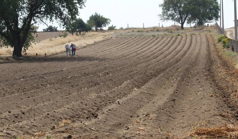 Agricultura de conservación: la nueva transformación del campo frente a la sequía