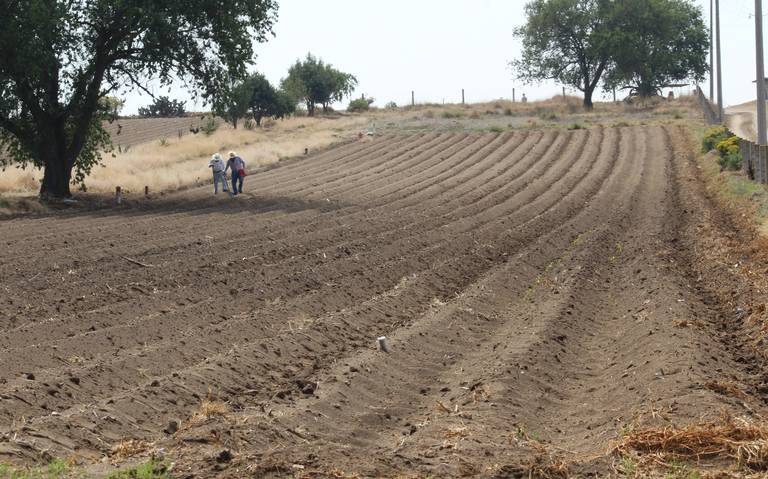 Agricultura de conservación: la nueva transformación del campo frente a la sequía